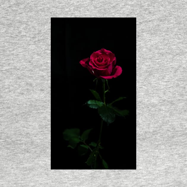 Single Red Rose by jldunbar